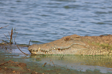 Nilkrokodil / Nile crocodile / Crocodylus niloticus