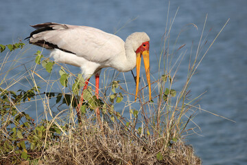 Nimmersatt / Yellow-billed stork / Mycteria ibis
