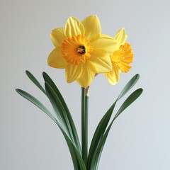 photo of daffodil flower with white background