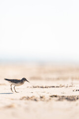 Plover in the Sand on St. Pete Beach