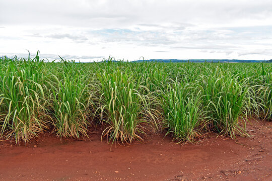 Sugar cane plantation in Ribeirao Preto, Sao paulo, Brazil
