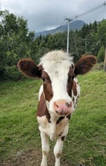 cow in a field