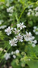 flowers in the garden
