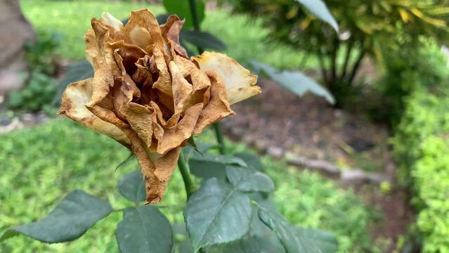 Dry and withered roses on the tree.