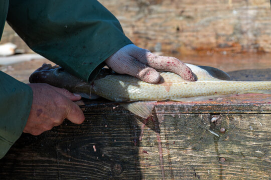 A fisherman or chef cleans fresh raw Atlantic cod fish on a splitting table. There are white fillets piled up in the background and the man is using a filleting knife on a codfish in the foreground.