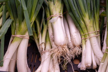 Bunches of raw green onions, scallion with small blue elastic bands tied around the plant stem. The...