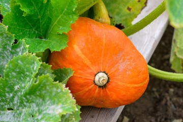 A round plump vibrant orange color organic pumpkin in a pumpkin patch with a thick green stem. The fruit is attached to an adjoining vine and pumpkin on a farm. The ground has rows of black cloth. - Powered by Adobe