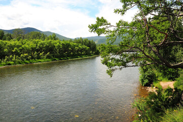 Fototapeta premium A crooked branch of a large pine leans on the bed of a beautiful river flowing through the mountain taiga.