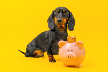 Serious dachshund dog sits next to pink piggy bank queen pig looks attentively Generous pet gives...