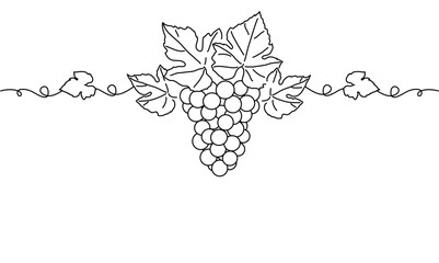 Bunches of grapes. Vine. Vector line drawing on white or transparent background. Grapevine. Seamless border