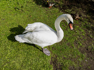 Adult swan (Cygnus) in Edinburgh Scotland 