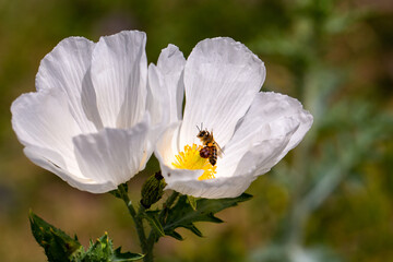 White prickly poppy flower	with bee