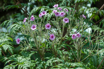 Pink garden geranium flower surrounded by green leaves. Bedding plant in the summer garden. Soft daylight, floral background.	