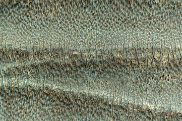 Full-frame shot capturing the textured bark of a palm tree, perfect for a natural background with its distinct and organic pattern.