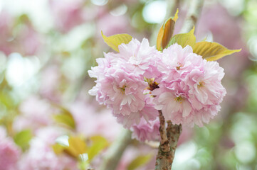 Pink cherry blossoms in a natural orchard setting. Perfect for conveying the beauty of nature, such as floral banners, spring-themed designs, or serene background for diverse creative projects.