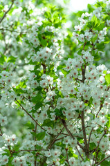 Delicate white blossoms adorn fruit tree branches, exuding pure elegance and tranquillity. Perfect for enhancing spring-themed designs and creating serene atmospheres.