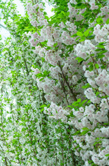 Delicate white blossoms adorn fruit tree branches, exuding pure elegance and tranquillity. Perfect for enhancing spring-themed designs and creating serene atmospheres.
