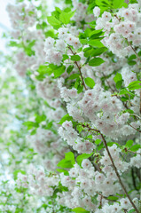 Delicate white blossoms adorn fruit tree branches, exuding pure elegance and tranquillity. Perfect for enhancing spring-themed designs and creating serene atmospheres.