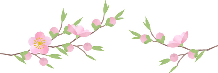 Obraz na płótnie Canvas 桃の花のイラスト2