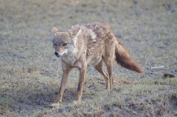 Cautious Golden Jackal (Canis Aureus) at the End of the Dry Season in October, Tanzania, East Africa, Africa