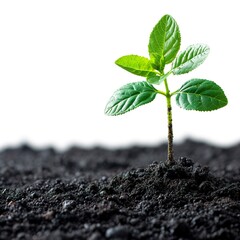 A small plant growing in fertile black soil on a white background. Plant with vibrant green leaves in nourished soil. Agriculture, renewal and prosperity concept.