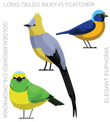 Bird Silky-Flycatcher Chlorophonia Euphonia Set Cartoon Vector