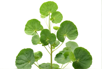 Naklejka premium Ayurvedic medicine leaves on white background