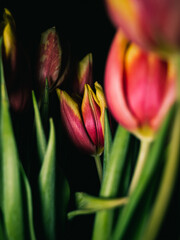 Naklejka premium Tulip flower