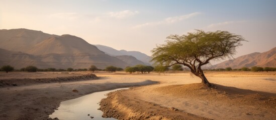 Fototapeta na wymiar Panoramic view of a tree in the Desert,