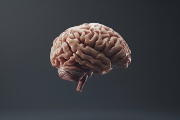 3d render of a brain