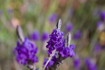 Lavender in garden
