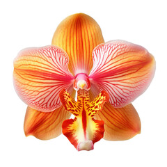 Orange orchid blossom, orange orchid flower isolated on a transparent background