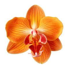 Fototapeta na wymiar Orange orchid blossom, orange orchid flower isolated on a transparent background