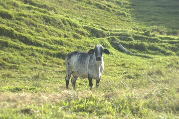 cow, animal, farm, cattle, grass, field, meadow, agriculture, calf, brown, bull, pasture, white, mammal, nature, green, cows, milk, rural, livestock, farming, beef, animals, grazing, bovine