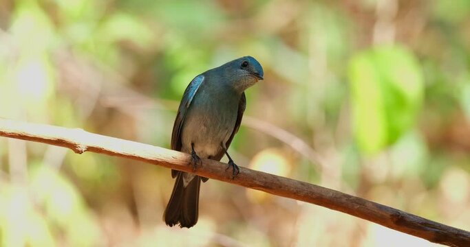 Perched on a vine during a hot day in the forest and then flies away to the right, Verditer Flycatcher Eumyias thalassinus, Thailand