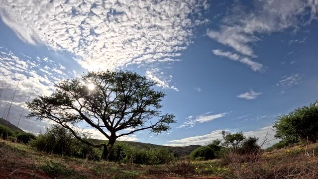 This brief timelapse captures the dynamic evolution and graceful dance of clouds across the stunning African landscape of the Southern Kalahari showcasing a beautiful acacia tree in the foreground.