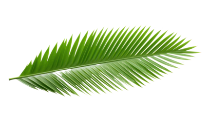 top view fresh palm leaves isolated on transparent and white background.PNG image.