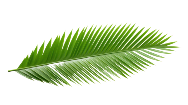 top view fresh palm leaves isolated on transparent and white background.PNG image.