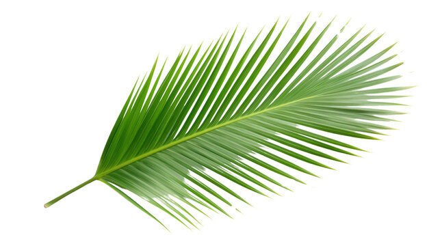 top view fresh palm leaves isolated on transparent and white background.PNG image.
