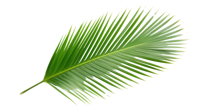 top view fresh palm leaves isolated on transparent and white background.PNG image.