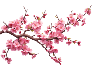 Cherry Blossom Sakura Tree Branch Isolated on Transparent Background
