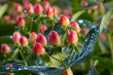Hypericum 'Magical Red Flame' multi