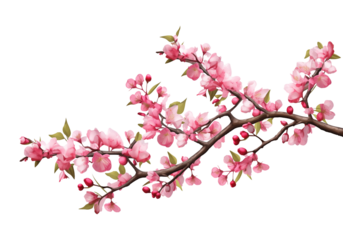 Cherry Blossom Tree Branch Isolated on Transparent Background
