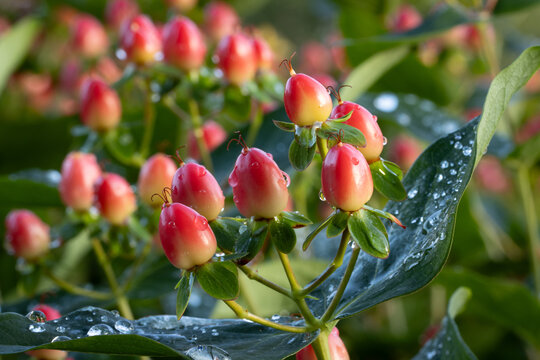 Hypericum 'Magical Red Flame' multi