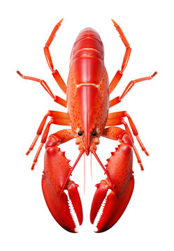 recommend clip art: Lobster Isolated on Transparent Background
                    