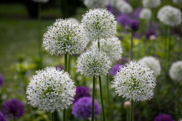 White Allium Blossoms in Spring