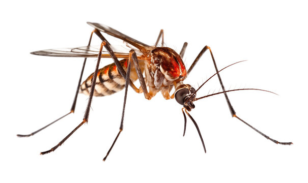 Mosquito Isolated on Transparent Background
