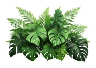 Tropical Leaves Foliage Arrangement Isolated on Transparent Background
