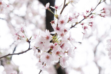 春の風物詩・満開の桜の花