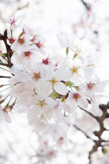 春の風物詩・満開の桜の花
